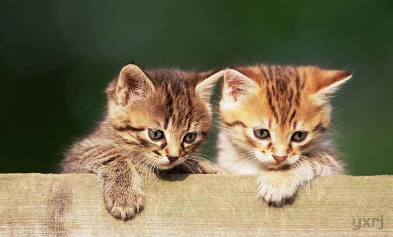 最懂得“报恩”的3种猫，忠诚度并不比狗差，看看你家养的是不是